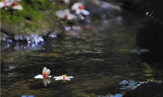 落花有意流水无情什么意思