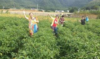 贵州避暑农家乐包吃住