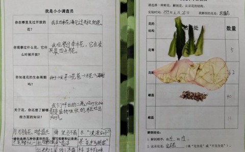 植物「唱歌」实验（给植物唱歌真的能让植物快快长大吗）