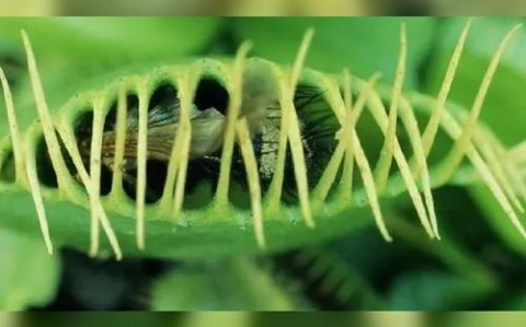 植物防御机制（植物防御的两种生物是）