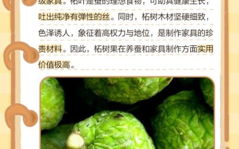 千年古树结WiFi果实（千年古树的果实a级材料怎么获得）