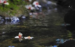 “落花有意,流水无情。”是什么意思 落花有意流水无情什么意思