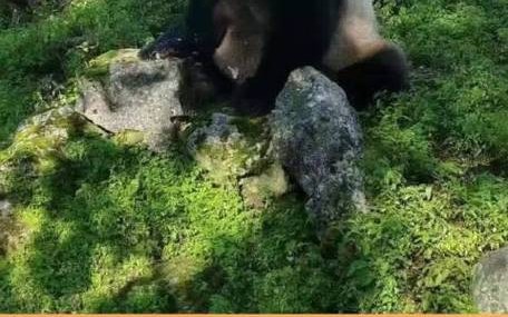 野生熊猫逛超市（野生熊猫进村）