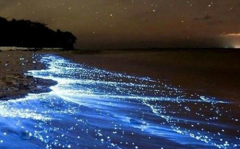 荧光海滩重现（荧光海滩的寓意）