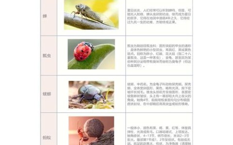 昆虫社会（昆虫社会与人类社会的关系）