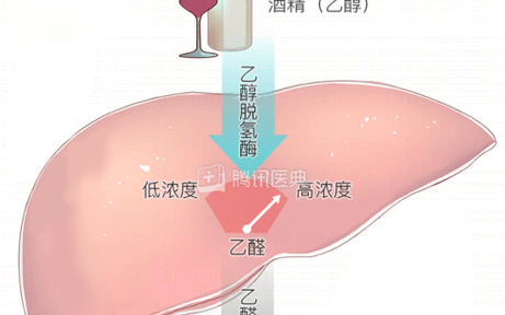 酒精代谢（酒精代谢半衰期）