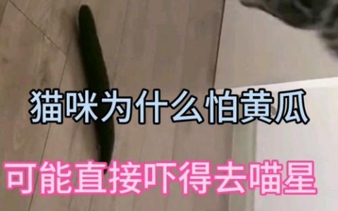 猫为什么怕黄瓜？（猫为什么怕黄瓜? 还会跳起来?）