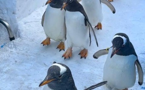 企鹅闯入海鲜市场（企鹅出来闯闯能看到什么）