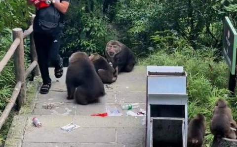 峨眉山猴群抢自拍杆（峨眉山上的猴子抢游客的吃的）