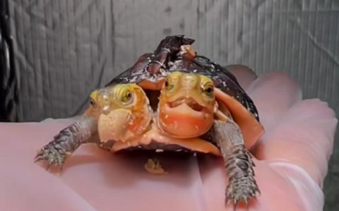 双头乌龟预言天气（双头乌龟寓意着什么）