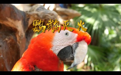 鹦鹉报警灭火（鹦鹉救火）