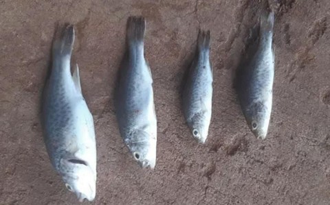 沙漠下起「鱼雨」（沙漠雨的下一句）