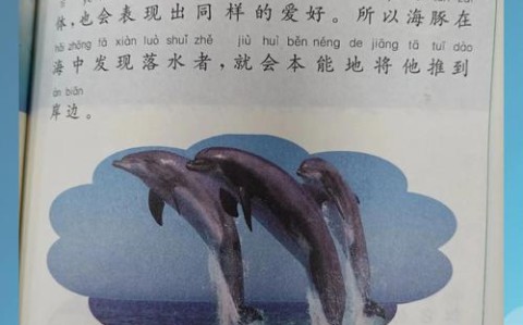 海豚救冲浪者（海豚救人之谜）