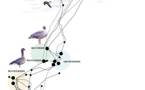鸟类迁徙（鸟类迁徙路线图）