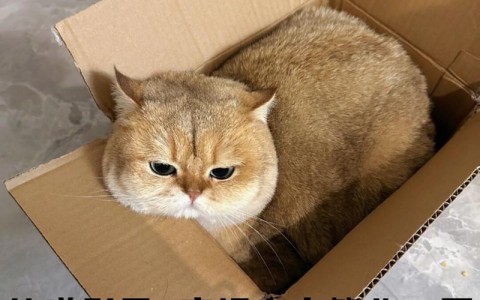 猫咪代取快递爆红（猫咪代发）