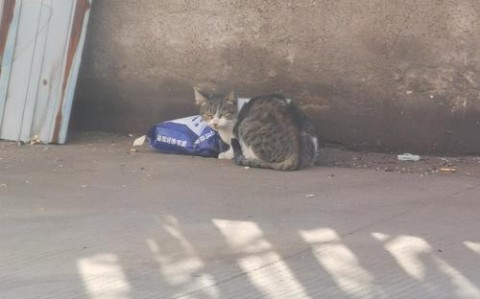 流浪猫当便利店店员（流浪猫进店好不好）