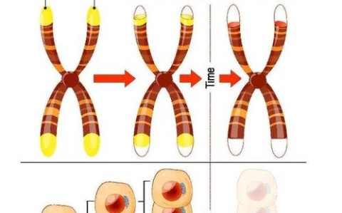 端粒养护指南科学证实的生活习惯（端粒有何作用）