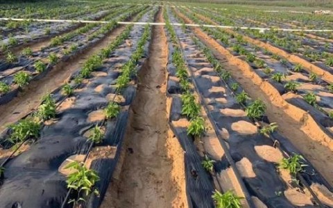 手机测土质种菜（手机可以测土地亩数吗）