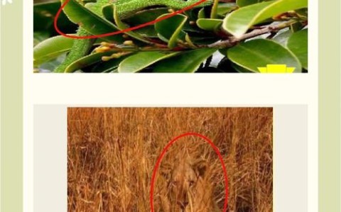 动物伪装术（动物伪装术学到了什么）