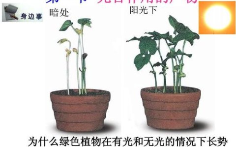 植物光合作用（植物光合作用的产物）