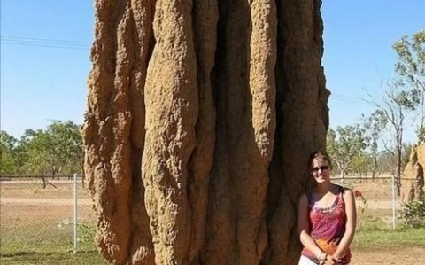 蚂蚁建造「立交桥」（蚂蚁桥在哪）