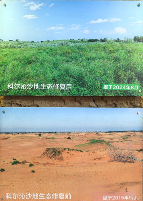 沙漠生态新发现(沙漠生态修复)