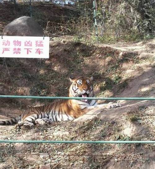 动物园老虎伤人事件（动物园老虎伤人,谁担责?）