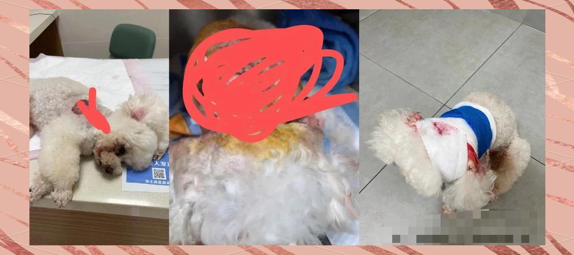 宠物伤人事件（宠物伤人发生的事件）