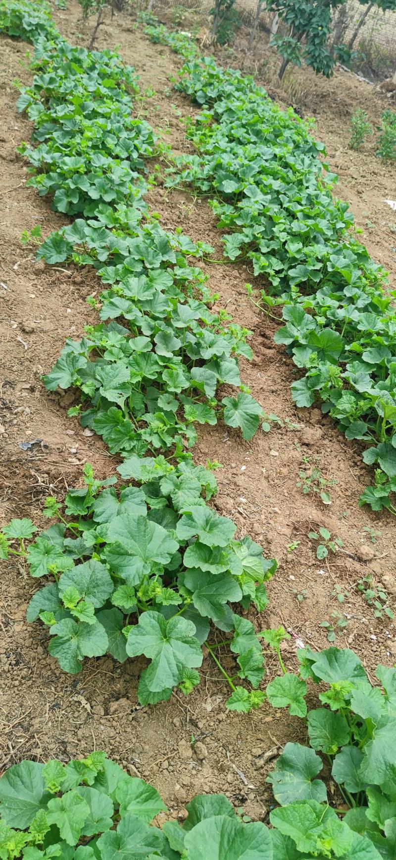 手机测土质种菜(手机可以测土地亩数吗)