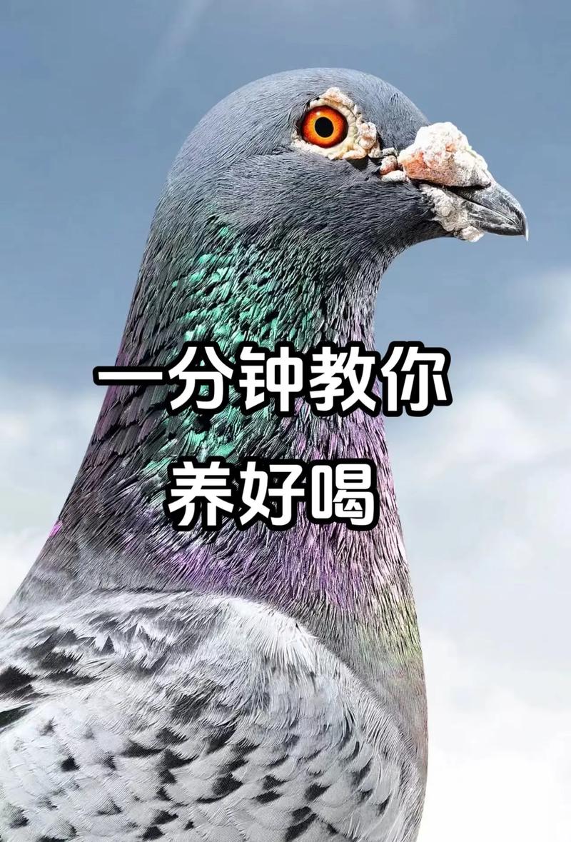 鸽子当快递员（鸽子当快递员好不好）