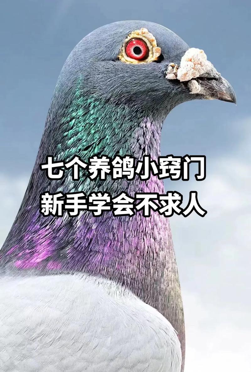 鸽子当快递员（鸽子当快递员好不好）