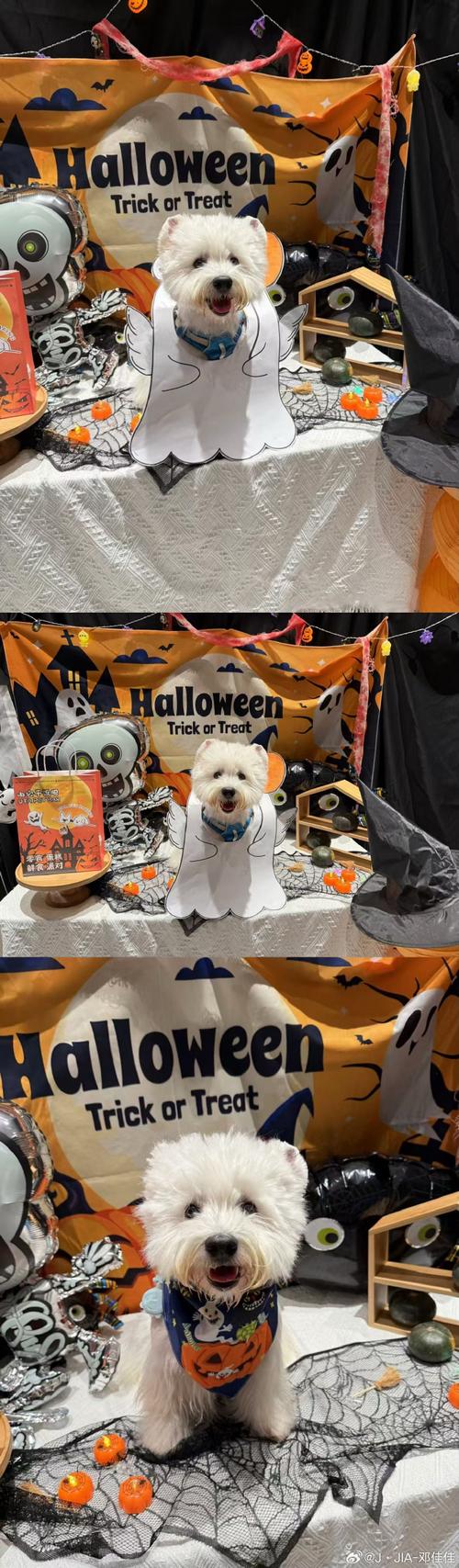 宠物变装时装周(宠物时装秀)