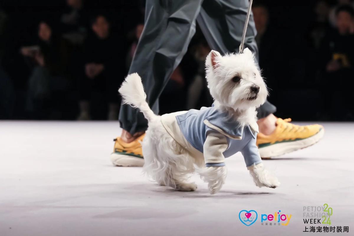 宠物变装时装周(宠物时装秀)