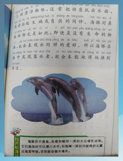 海豚救冲浪者（海豚救人之谜）