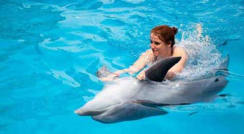 海豚救冲浪者（海豚救人之谜）