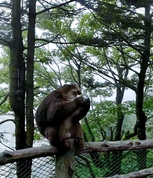 峨眉山猴群抢自拍杆(峨眉山上的猴子抢游客的吃的)