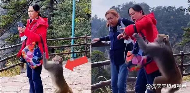峨眉山猴群抢自拍杆(峨眉山上的猴子抢游客的吃的)