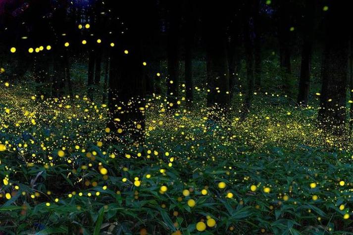 萤火虫灯光秀(萤火虫效果 灯光秀)