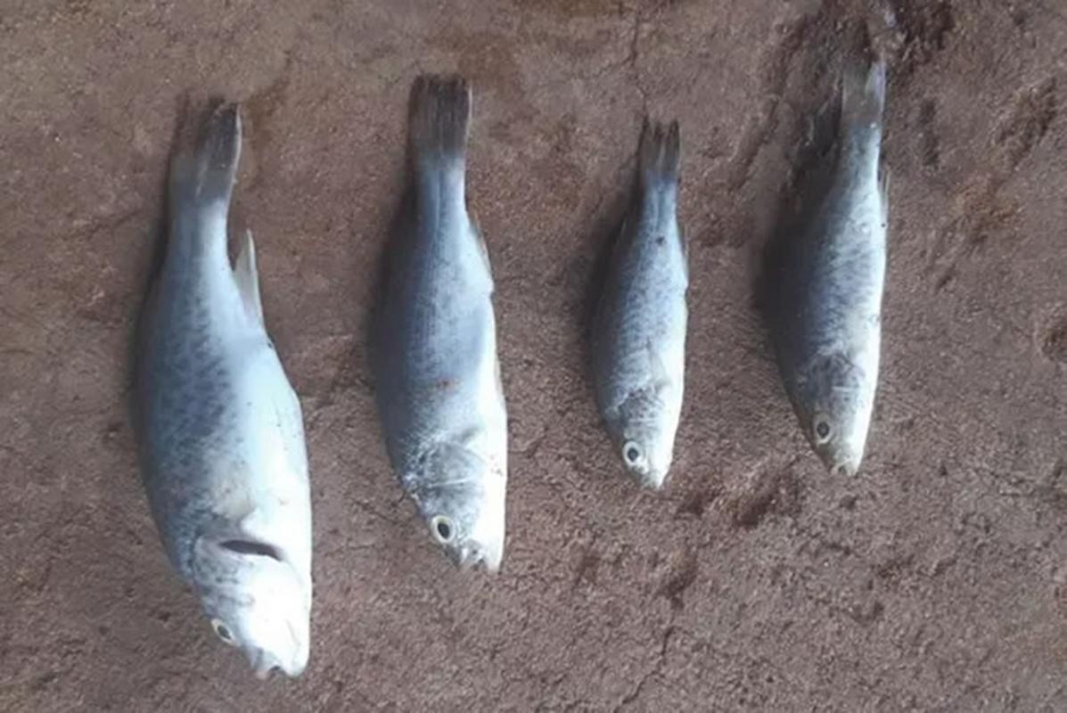 沙漠下起「鱼雨」(沙漠雨的下一句)