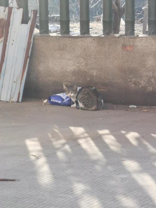 流浪猫当便利店店员(流浪猫进店好不好)