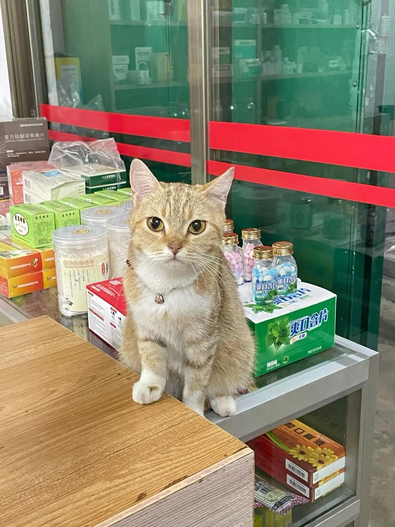 流浪猫当便利店店员(流浪猫进店好不好)