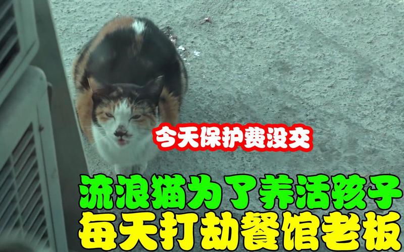 流浪猫当便利店店员(流浪猫进店好不好)