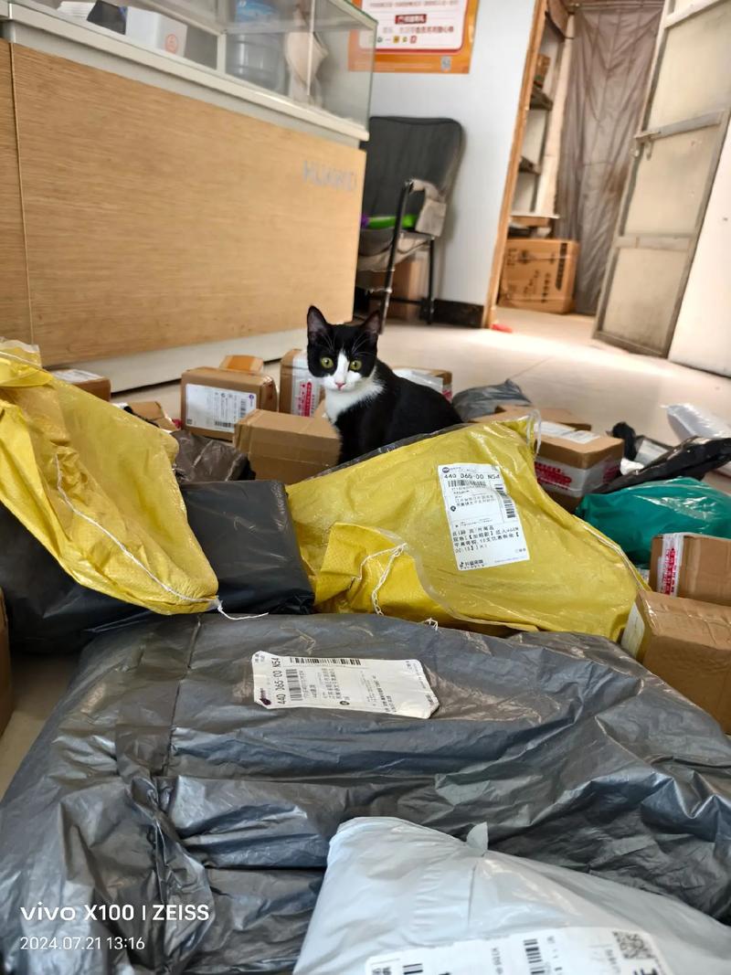 猫咪代取快递爆红(猫咪代发)