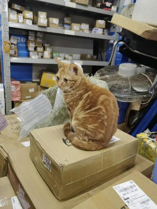 猫咪代取快递爆红(猫咪代发)
