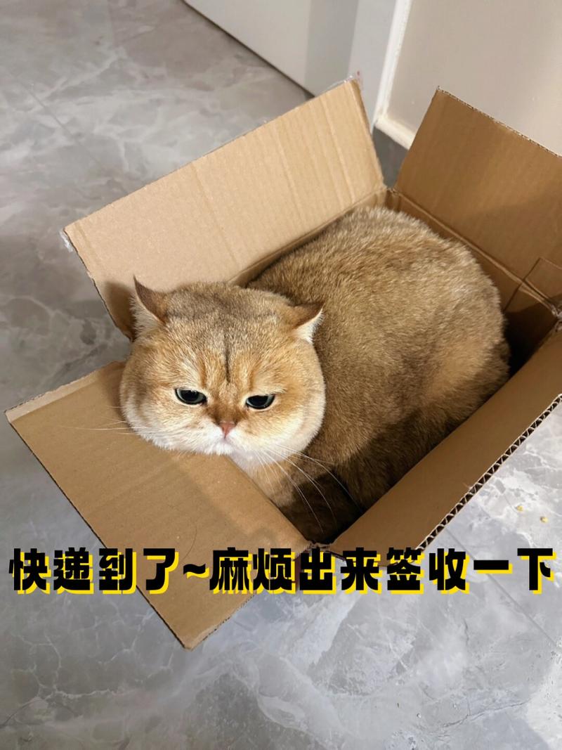 猫咪代取快递爆红(猫咪代发)