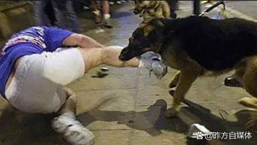 宠物伤人事件（宠物伤人案件）