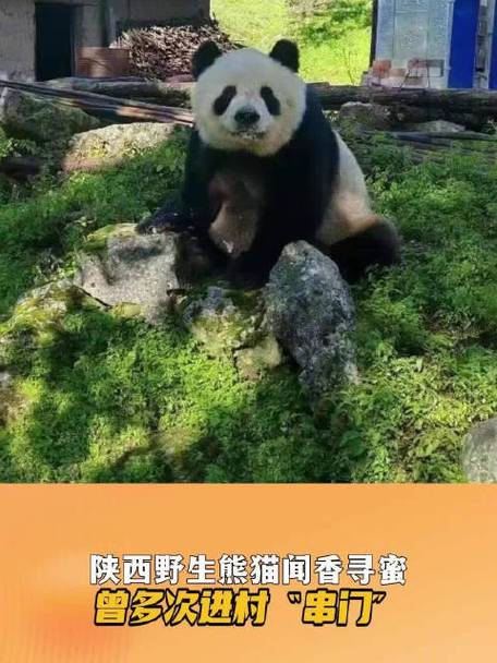 野生熊猫逛超市（野生熊猫进村）