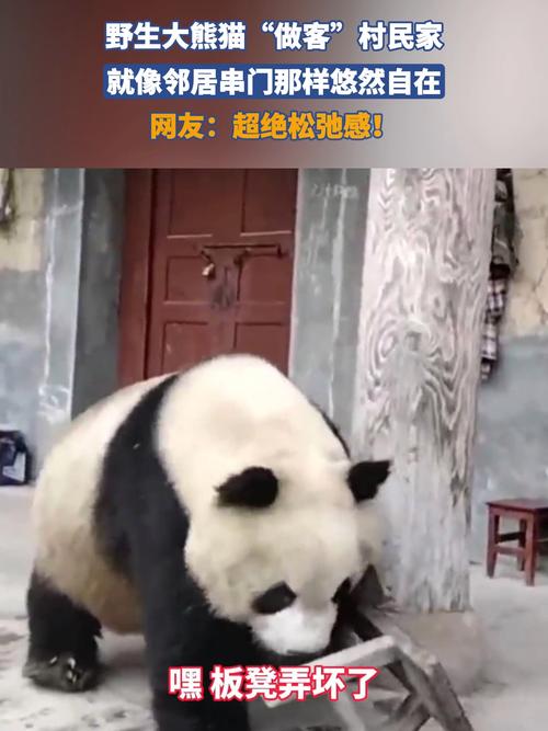 野生熊猫逛超市（野生熊猫进村）