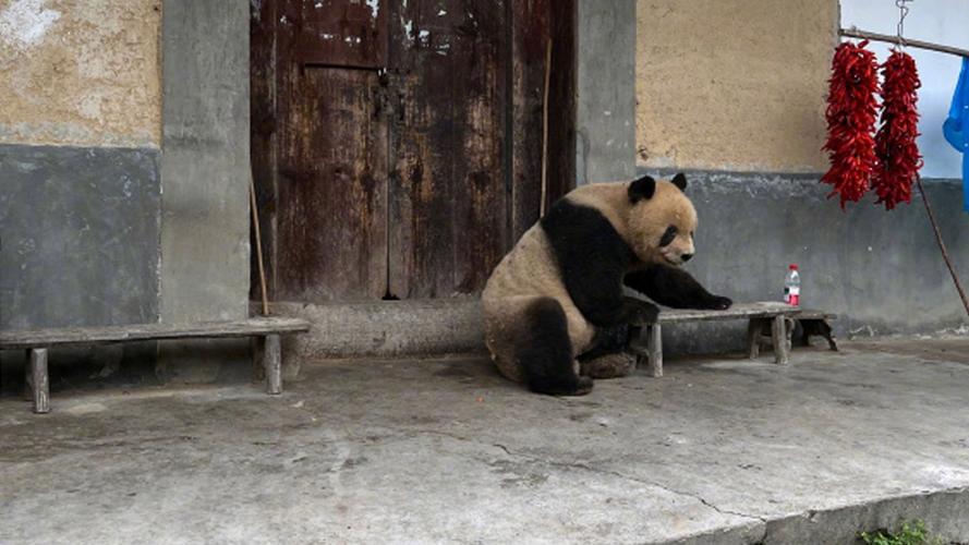 野生熊猫逛超市（野生熊猫进村）