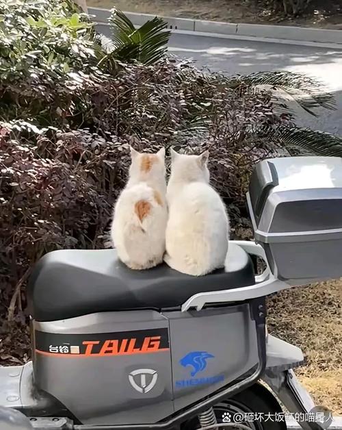 猫咪指挥交通（猫咪指路）